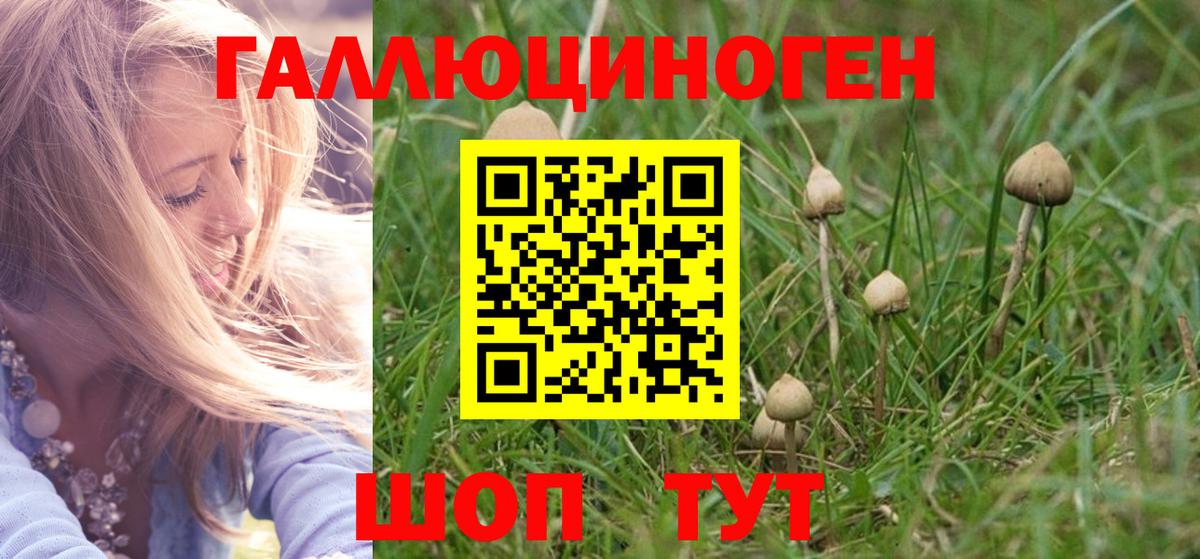 Галлюциногенные грибы Psilocybe Санкт-Петербург